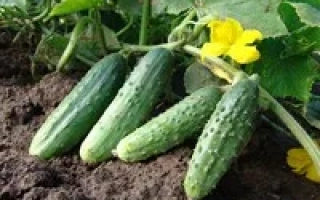 ДЕЗДЕМОНА F1