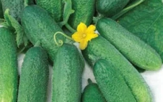 Диво Дивное