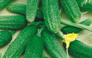 Fresh cucumbers with yellow flowers in the background - DOKA