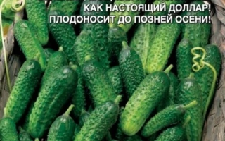 Долли
