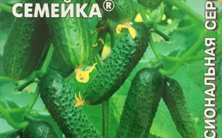 Дружная Семейка