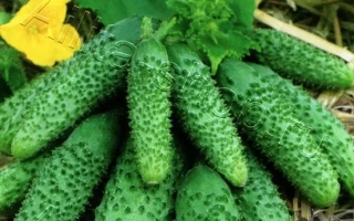 Душистые Крепыши