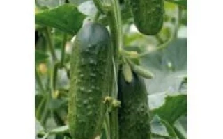 Эксельсиор F1