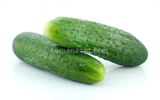 Два огурца на белом фоне - Евгения