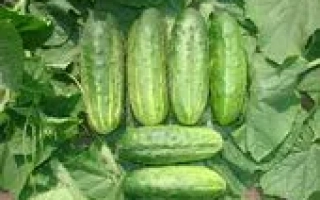 Свежие огурцы сорта ЕВРИКА F1 на грядке