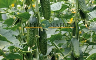 Ексельсиор