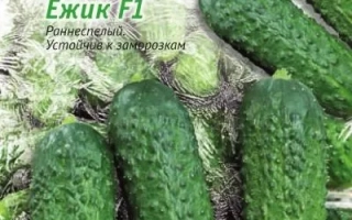 Семена огурца Ёжик F1 на фоне огурцов и травы