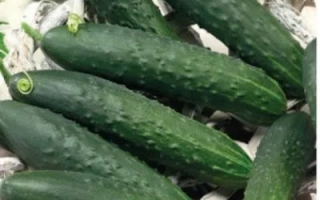 Феникс Плюс