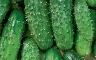 Свежие огурцы Филиппок
