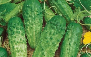 Французский Мальчик