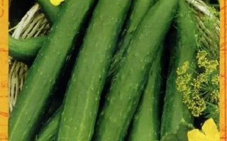 Seed packet of cucumber Fujiyama with image of green cucumbers and yellow flowers - FUJYAMA