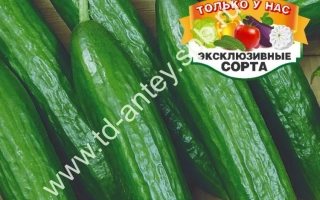 Гардемарин