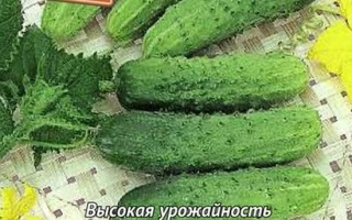 Cucumbers of variety GAZEL F1 on white background with label