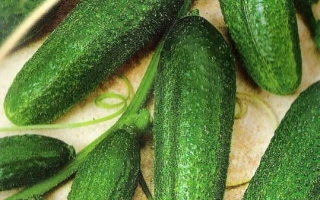 Seed packet of cucumber GHERASIM - GERASIM
