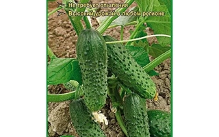 Пакет семян огурца 'Герой F1' с изображением плодов на грядке