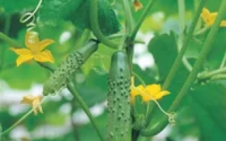 Гладиатор F1