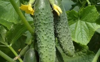 Голопристанський