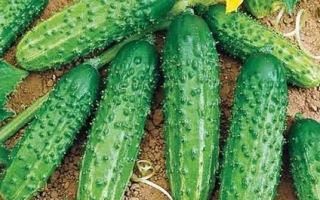 Огурцы на грядке с желтыми цветами - ГОЛУБЧИК