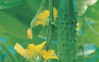 Горностай F1