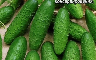 Господа Офицеры