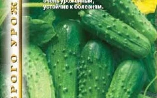 ХЭРМЭС СКЕРНЕВИЦКИ F1