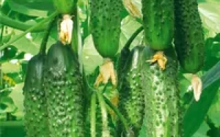 Хит сезона F1