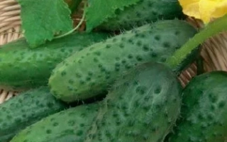 Cucumber seeds variety KHRUMKA on packaging with fruit image