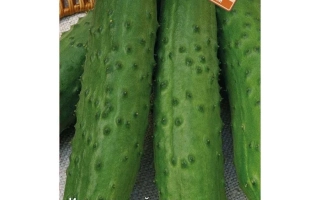 Хрустляндия