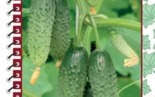 Изумрудный город F1