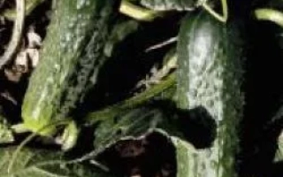 Караоке РЦ F1