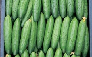 Каравелла F1