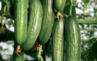 Свежие огурцы Карим F1 на растении