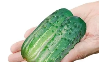 Огурец сорта Каскадер в руке