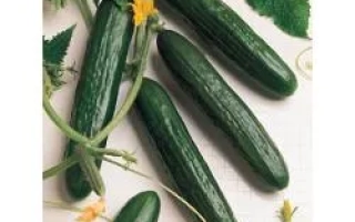 Свежие огурцы Катя F1 на белом фоне с листьями и цветами