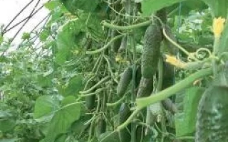 Кибрия РЦ F1