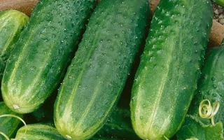 Свежие огурцы на фоне листьев и цветка - КИТ