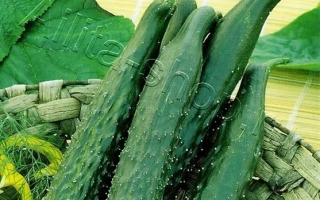 Китайские Палочки