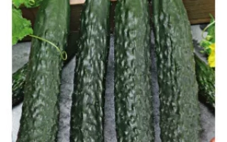 КИ́ТАЙСЬКИЙ ЗМІЙ