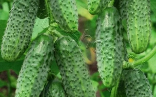 Князь Голицын