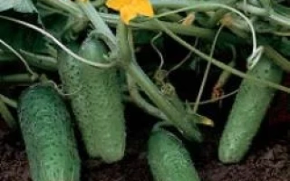 Компонист РЦ F1