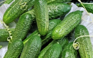 Корнішон-Закусон