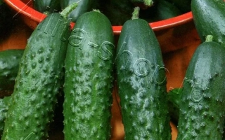 Король Ринку