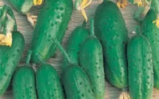 Козырная карта F1