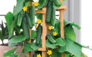 Огурец КРАСАВЧИК растёт на шпалере в горшке