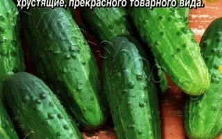 Пакет семян огурца КРЕПЫШ F1 с изображением плодов