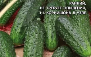 Крепишок-Малюк