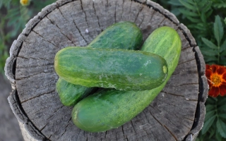 Three crocodiles КРОКОДИЛЬЧИК cucumbers on a wooden stump