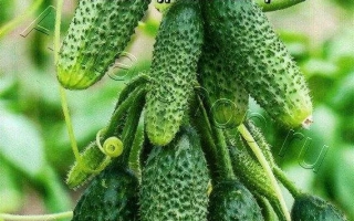 Крошка Енот