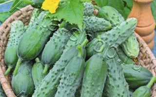 Лихие Хлопцы