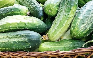 Корзина с огурцами сорта Лотос на деревянной поверхности